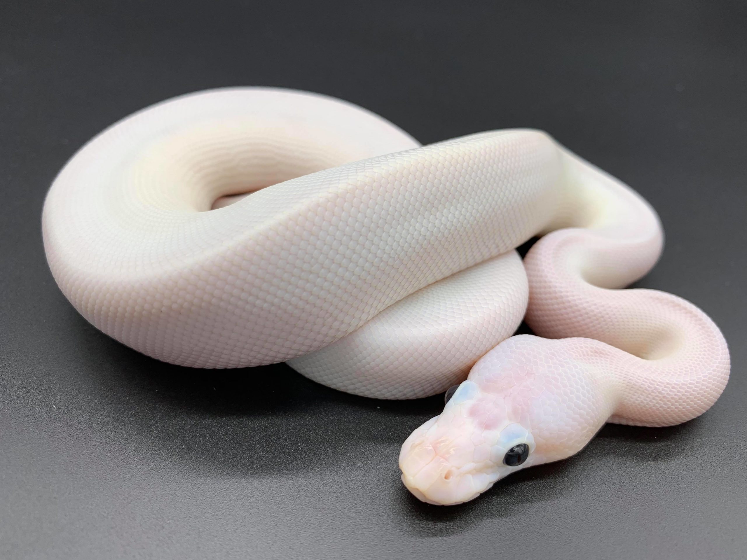 Basic Information Sheet: Boas and Pythons - LafeberVet