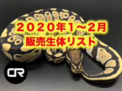 過去販売ボールパイソンリスト 年1 2月 ボールパイソン専門店 Deu Reptiles