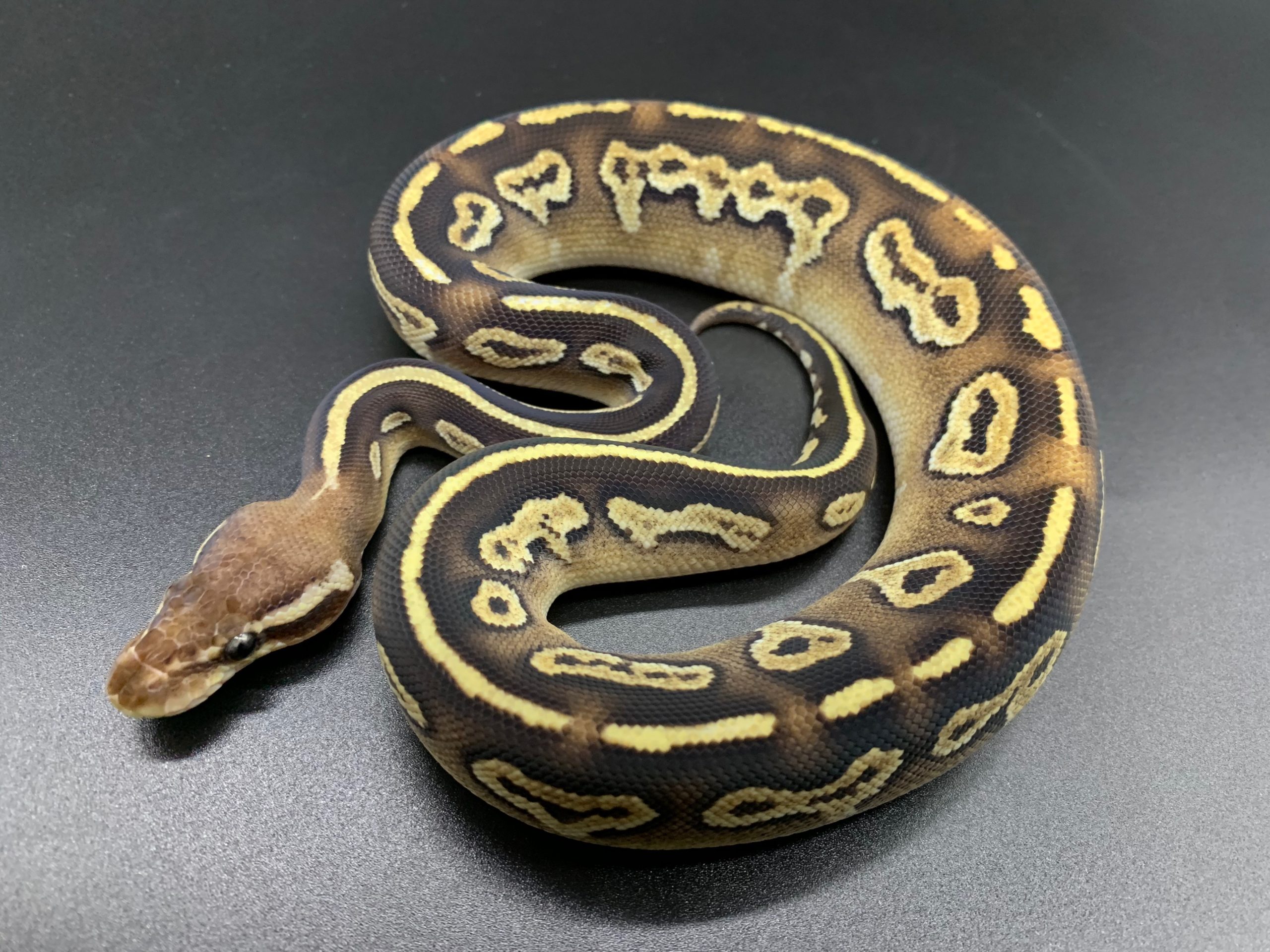 パステルモハベブラックヘッド 19 78 000円 ボールパイソン専門店 Deu Reptiles パステルモハベブラックヘッド 19 78 000円 ボールパイソン専門店 Deu Reptiles