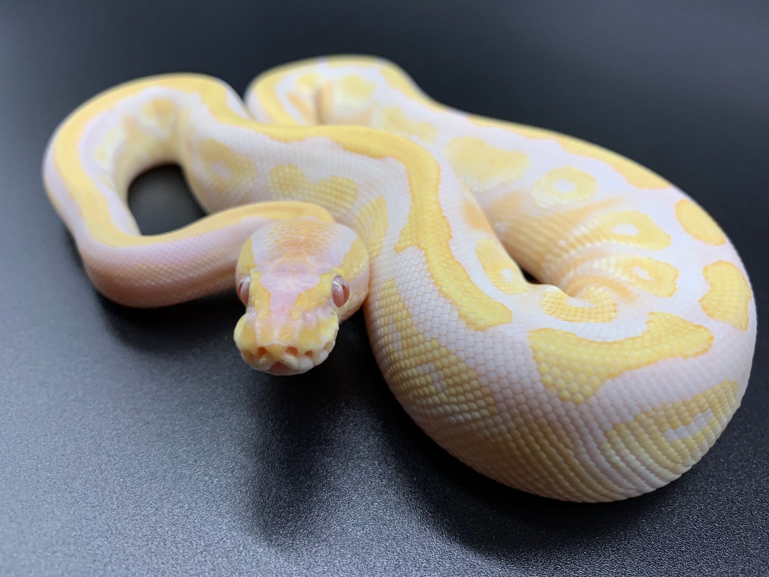 モハベラベンダー Hetパイボール 19 278 000円 ボールパイソン専門店 Deu Reptiles