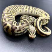 ホワイトウェディング 178 000円 ボールパイソン専門店 Deu Reptiles