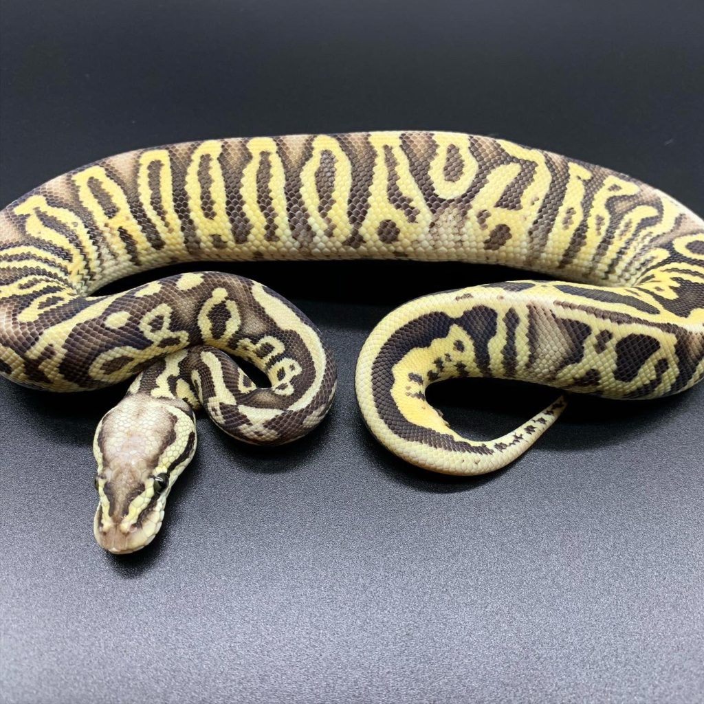 ファイアフライレオパード Hetクラウン 19 68 000円 ボールパイソン専門店 Deu Reptiles