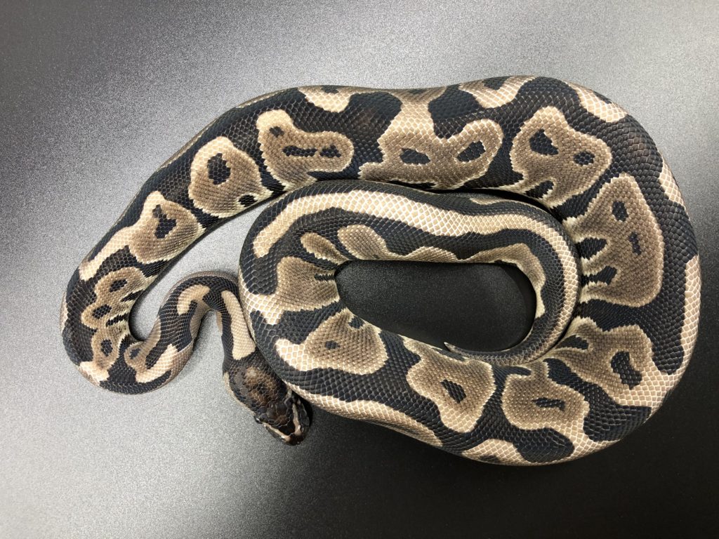 レオパードvpiアザンティック 50 Hetパイボール 19 108 000円 ボールパイソン専門店 Deu Reptiles レオパードvpiアザンティック 50 Hetパイボール 19 108 000円 ボールパイソン専門店 Deu Reptiles