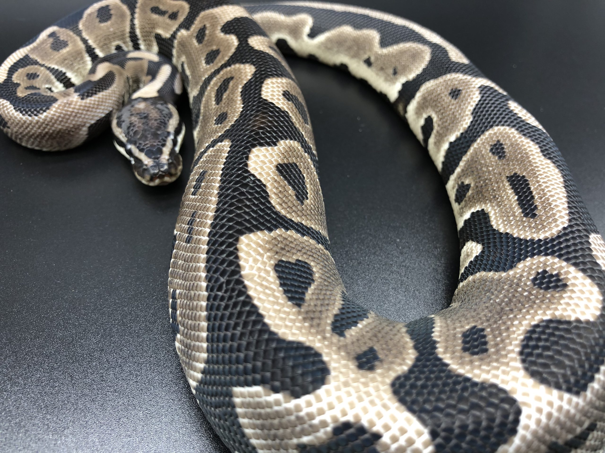 レオパードvpiアザンティック 50 Hetパイボール 19 108 000円 ボールパイソン専門店 Deu Reptiles レオパードvpiアザンティック 50 Hetパイボール 19 108 000円 ボールパイソン専門店 Deu Reptiles