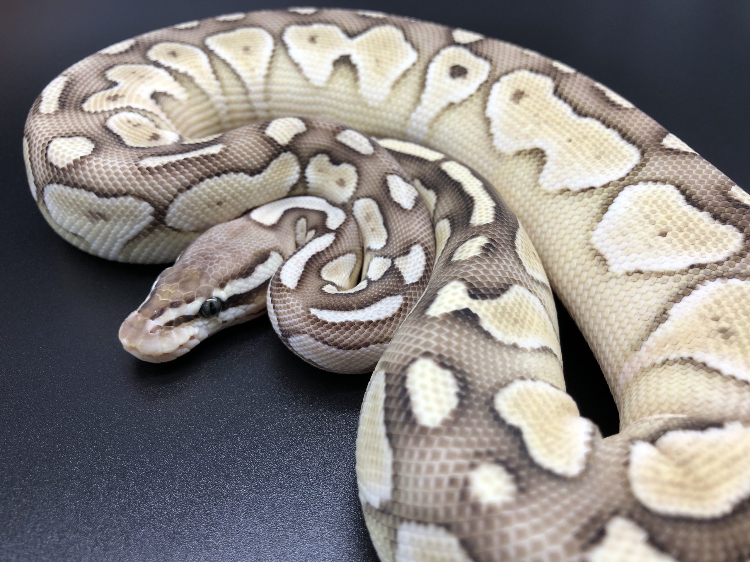 パステルレッサー Hetvpiアザンティック 19 78 000円 ボールパイソン専門店 Deu Reptiles パステルレッサー Hetvpiアザンティック 19 78 000円 ボールパイソン専門店 Deu Reptiles
