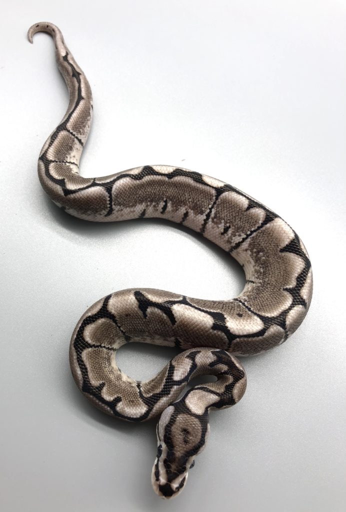 Vpiアザンティックスパイダー 円 ボールパイソン専門店 Deu Reptiles Vpiアザンティックスパイダー 円 ボールパイソン専門店 Deu Reptiles