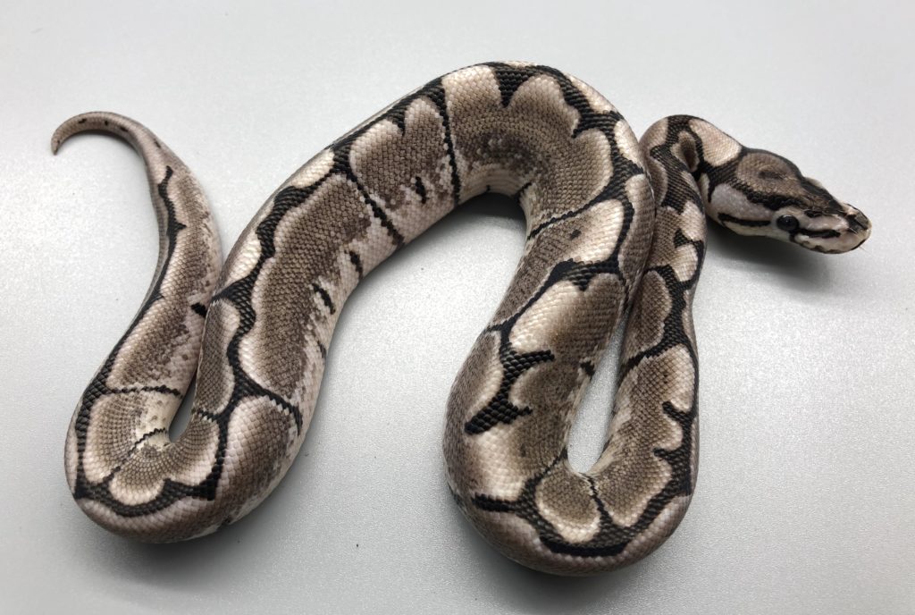 Vpiアザンティックスパイダー 円 ボールパイソン専門店 Deu Reptiles Vpiアザンティックスパイダー 円 ボールパイソン専門店 Deu Reptiles