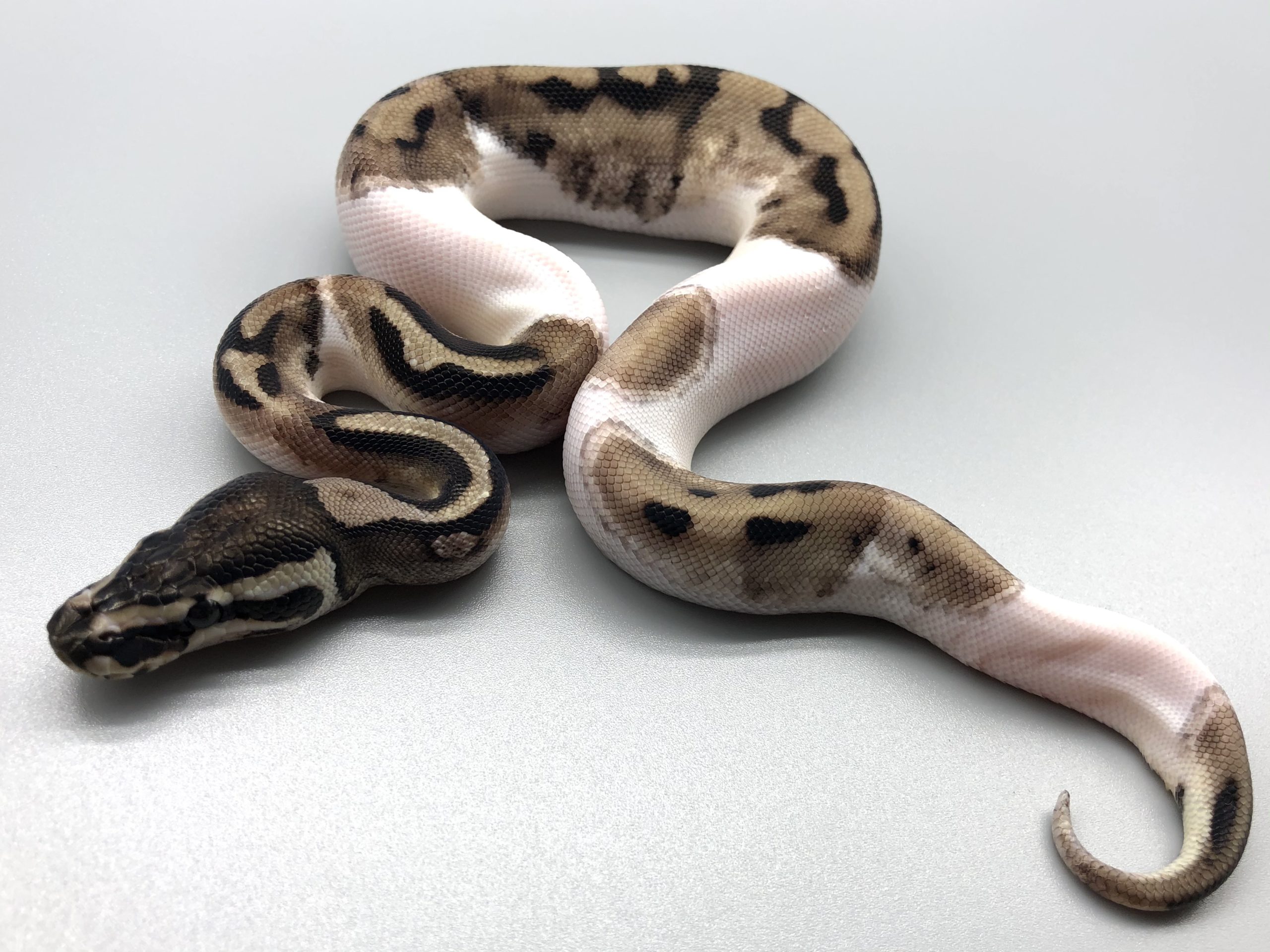Tskアザンティックパイボール絵文字パイ 580 000円 ボールパイソン専門店 Deu Reptiles Tskアザンティックパイボール絵文字パイ 580 000円 ボールパイソン専門店 Deu Reptiles