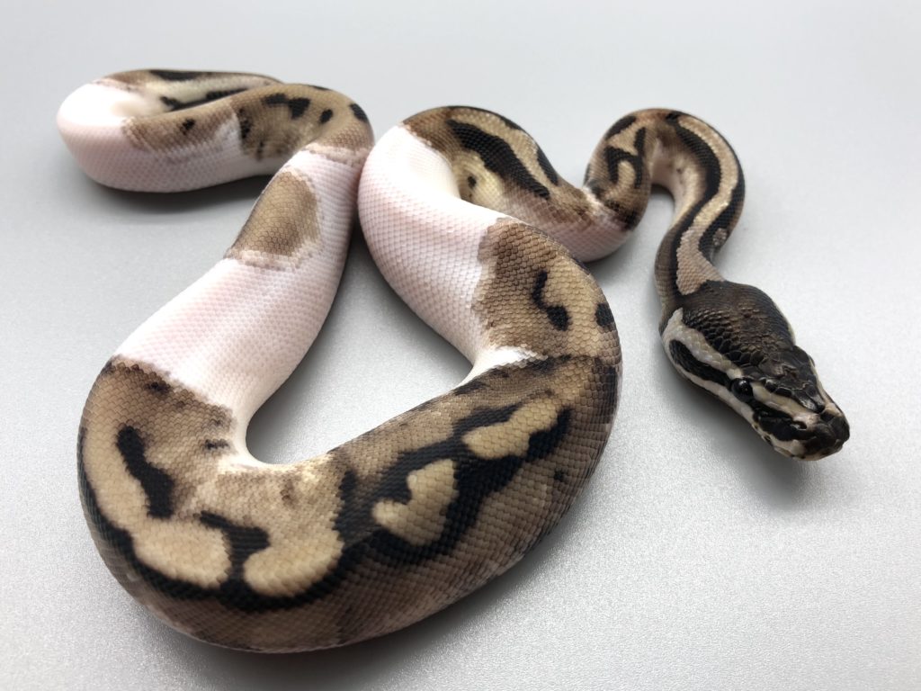 Tskアザンティックパイボール絵文字パイ 580 000円 ボールパイソン専門店 Deu Reptiles Tskアザンティックパイボール絵文字パイ 580 000円 ボールパイソン専門店 Deu Reptiles