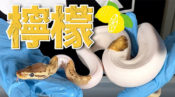 ボールパイソン ホワイトウェディングという品種 モルフ の蛇 ボールパイソン専門店 Deu Reptiles