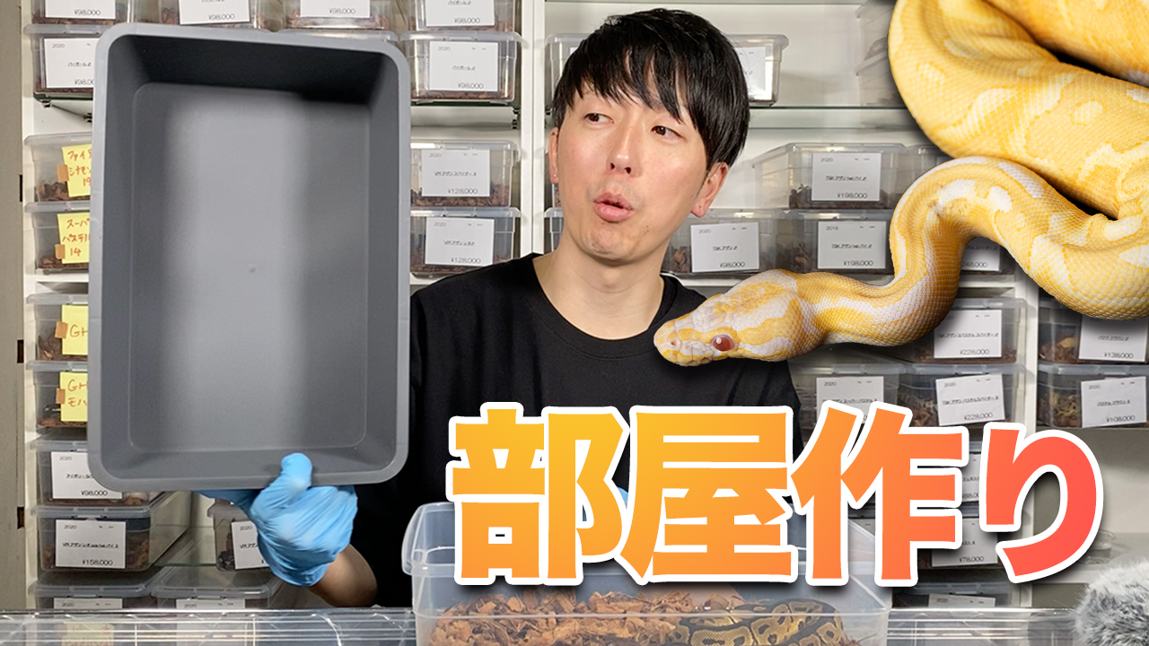 ボールパイソンの飼育環境 部屋 ケージ の作り方について ボールパイソン専門店 Deu Reptiles