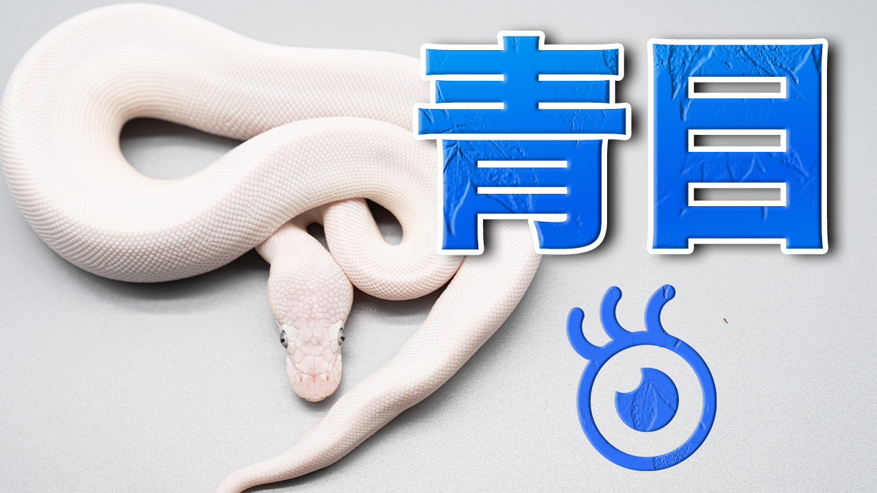 ボールパイソン青目の蛇 ブルーアイリューシスティックについて Deu Reptiles
