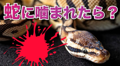 死ぬの ヘビに噛まれた時の原因と対策 ボールパイソン専門店 ボールパイソン専門店 Deu Reptiles