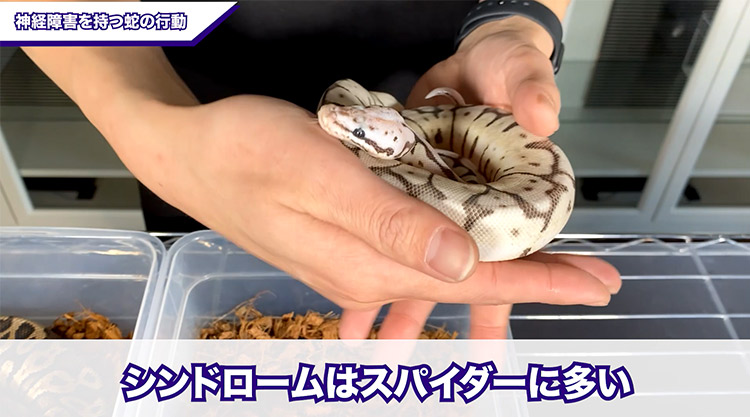 神経障がいを持つニシキヘビの動きがヤバイ プロが解説します ボールパイソン飼育 ボールパイソン専門店 Deu Reptiles