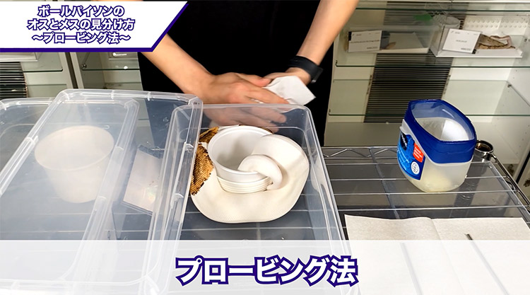 蛇 ボールパイソン オス とメス の見分け方 ボールパイソン専門店 Deu Reptiles