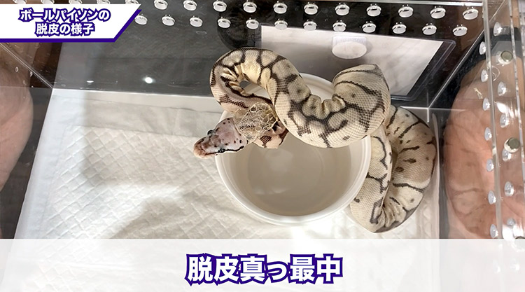 ヘビの脱皮 ボールパイソン蛇の脱皮の様子 ボールパイソン専門店 Deu Reptiles