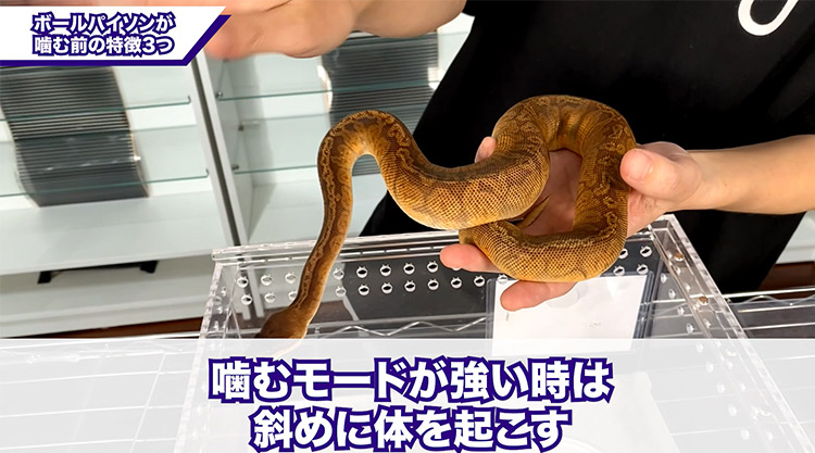 要注意 ヘビが噛む前の特徴３つ ボールパイソン飼育 ボールパイソン専門店 Deu Reptiles