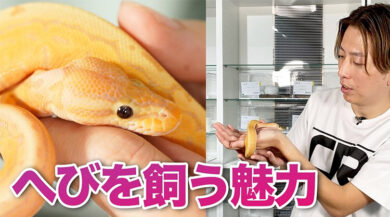 蛇を飼うの楽しすぎ ボールパイソン飼育の魅力について ボールパイソン専門店 Deu Reptiles