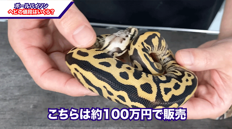 驚愕 ヘビの値段は車1台分 高級ボールパイソン ボールパイソン専門店 Deu Reptiles