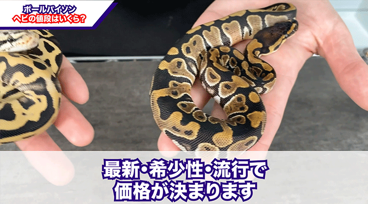 驚愕 ヘビの値段は車1台分 高級ボールパイソン ボールパイソン専門店 Deu Reptiles