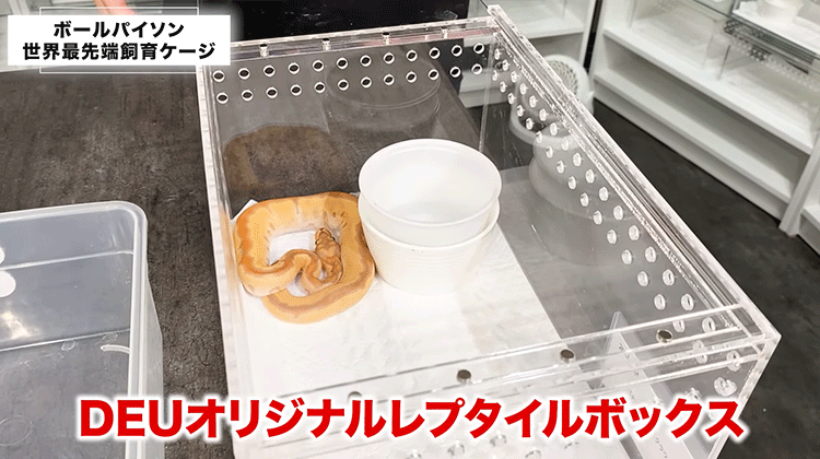 ヘビ世界最先端の飼育ケージ｜ボールパイソン | ボールパイソン専門店